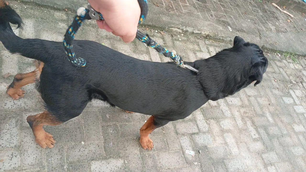 Cachorro rottweiler original  - Foto 3