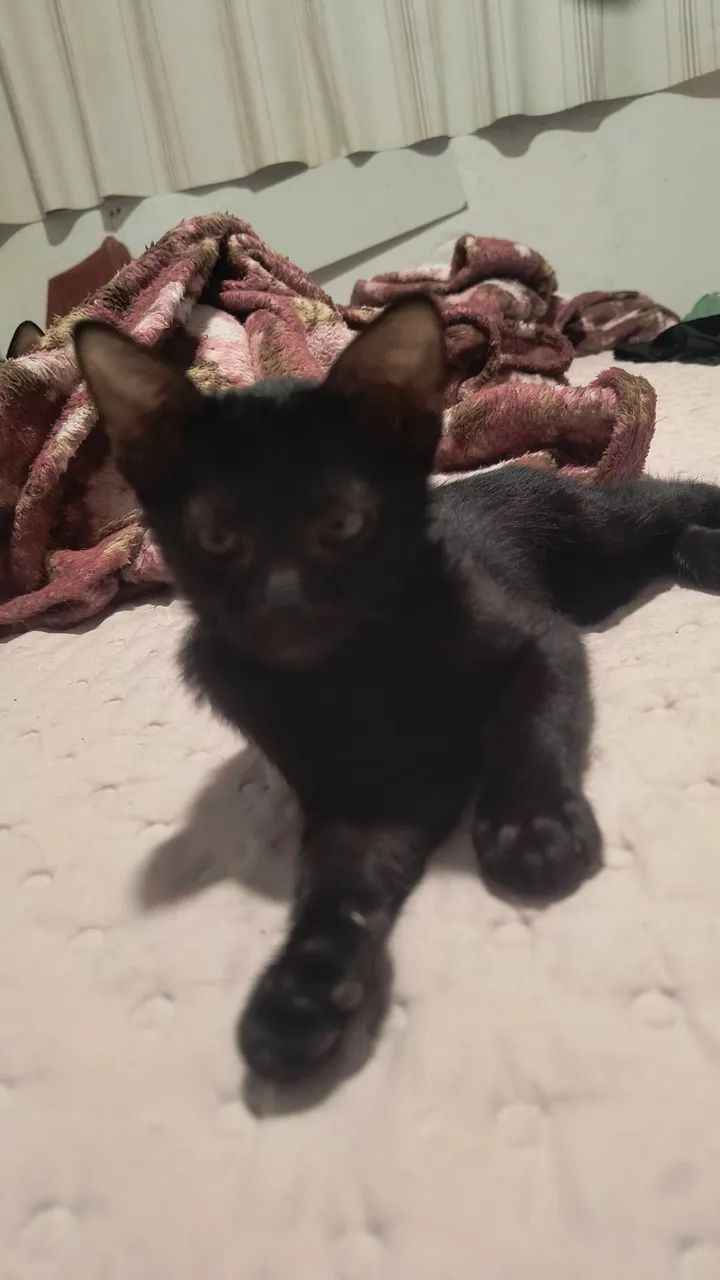 Doação responsável, gatinhas com 2 meses 