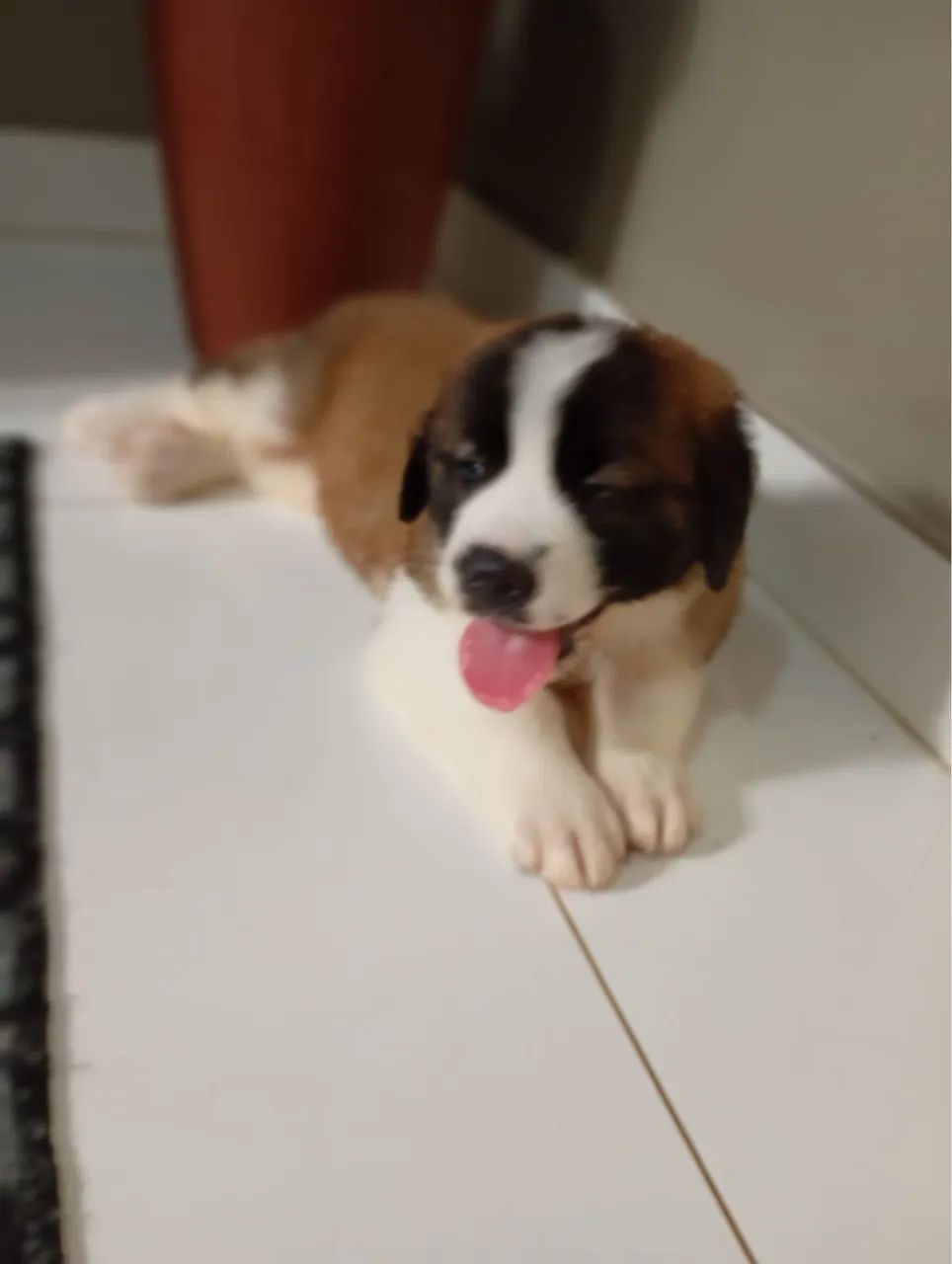 Pet - Foto 4