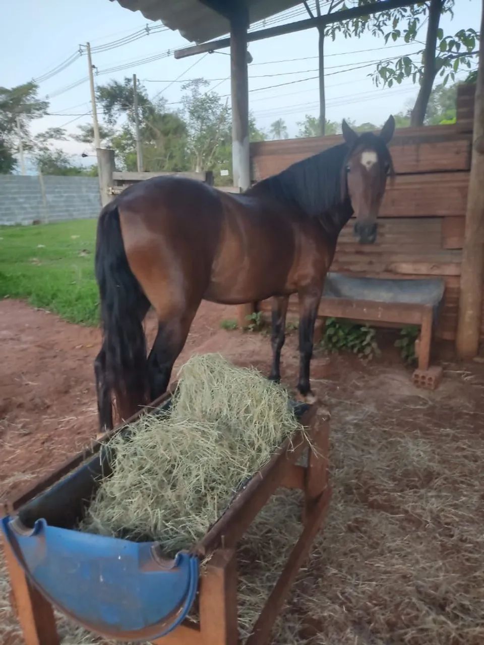 Cavalo manga larga marchador  - Foto 2