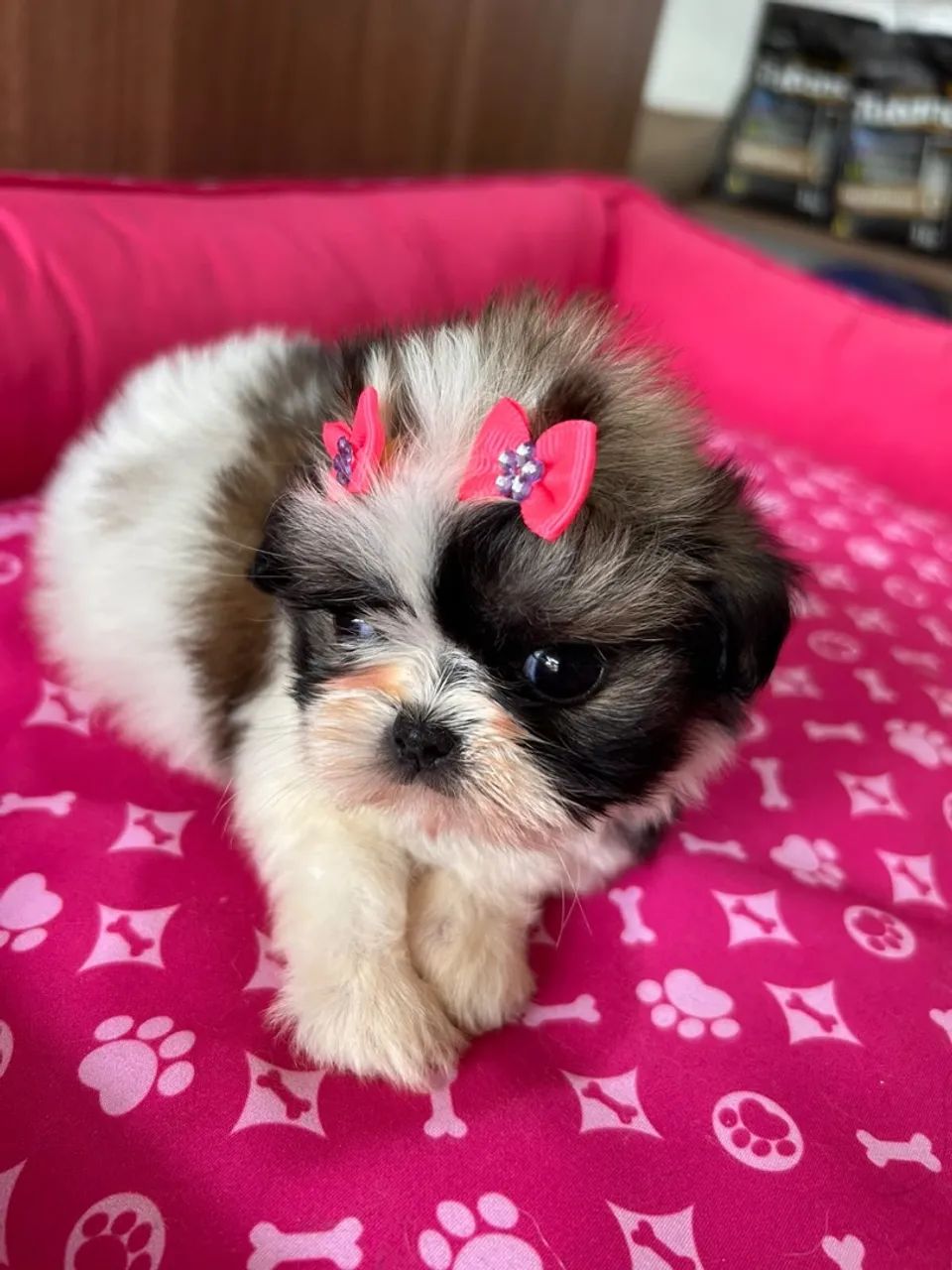 Shihtzus - Foto 3