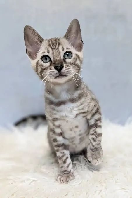 Bengal silver