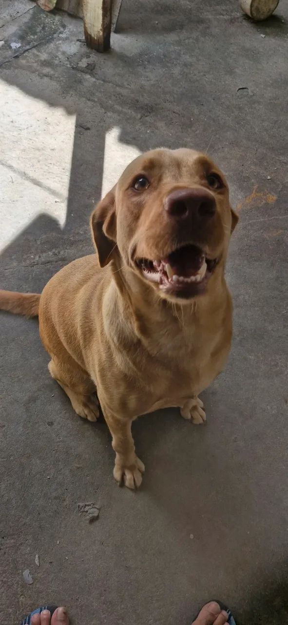 Doação labrador