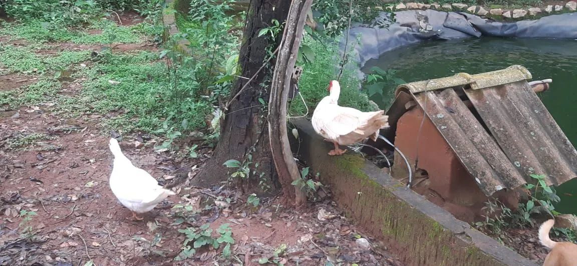 Gansos,marreco, patos a venda  - Foto 6