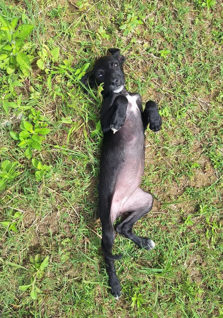 Doação responsável - Foto 2