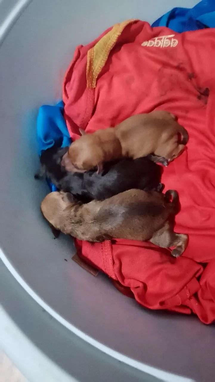 Pinscher  - Foto 3
