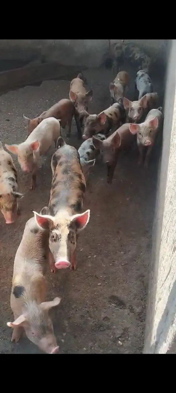 Vendo leitões caipiras  - Foto 5