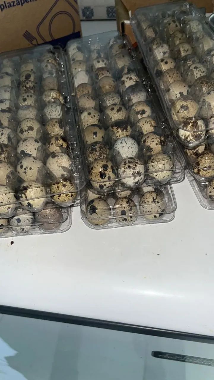Ovos de codorna 