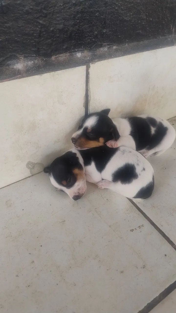 vende-se Pincher número 1 - Foto 3
