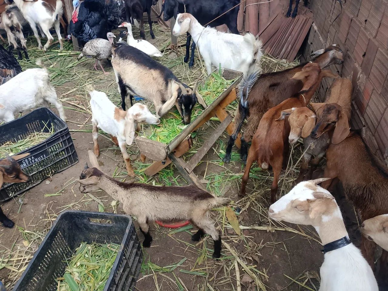 Cabrito  - Foto 5
