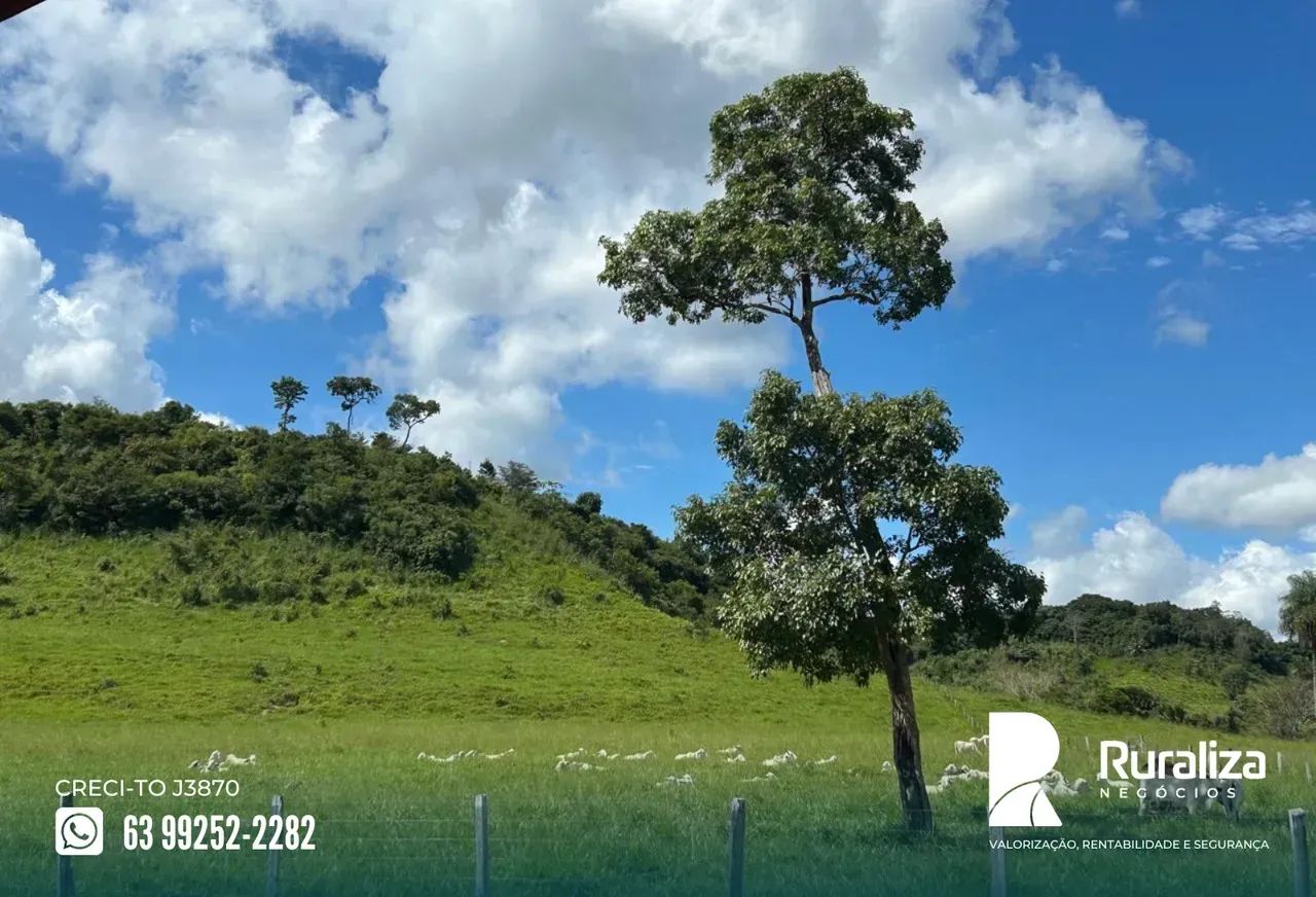 RIO SONO | 10 DIVISÕES DE PASTO | PRONTA PARA PECUÁRIA - Foto 4
