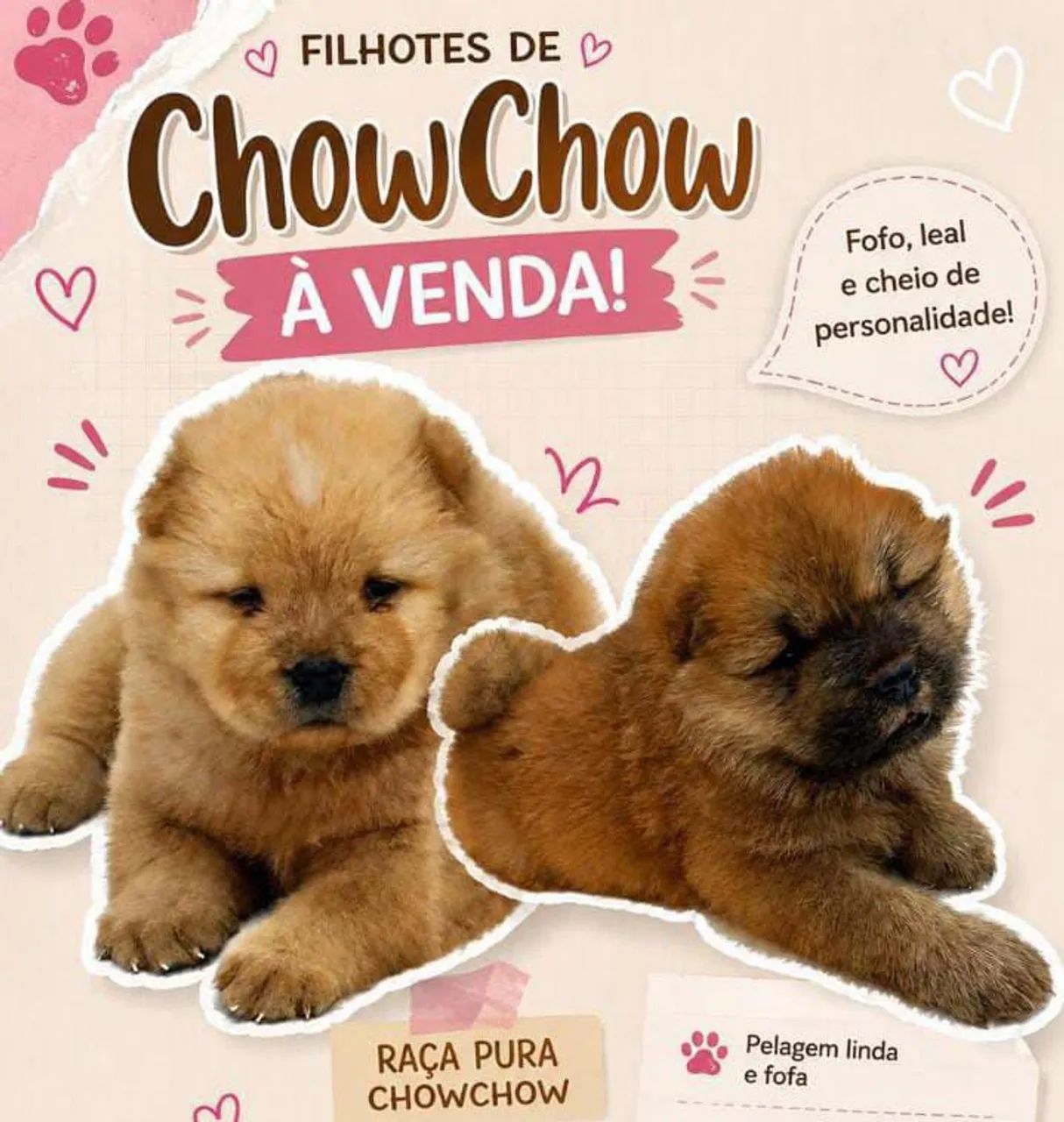 Chow Chow