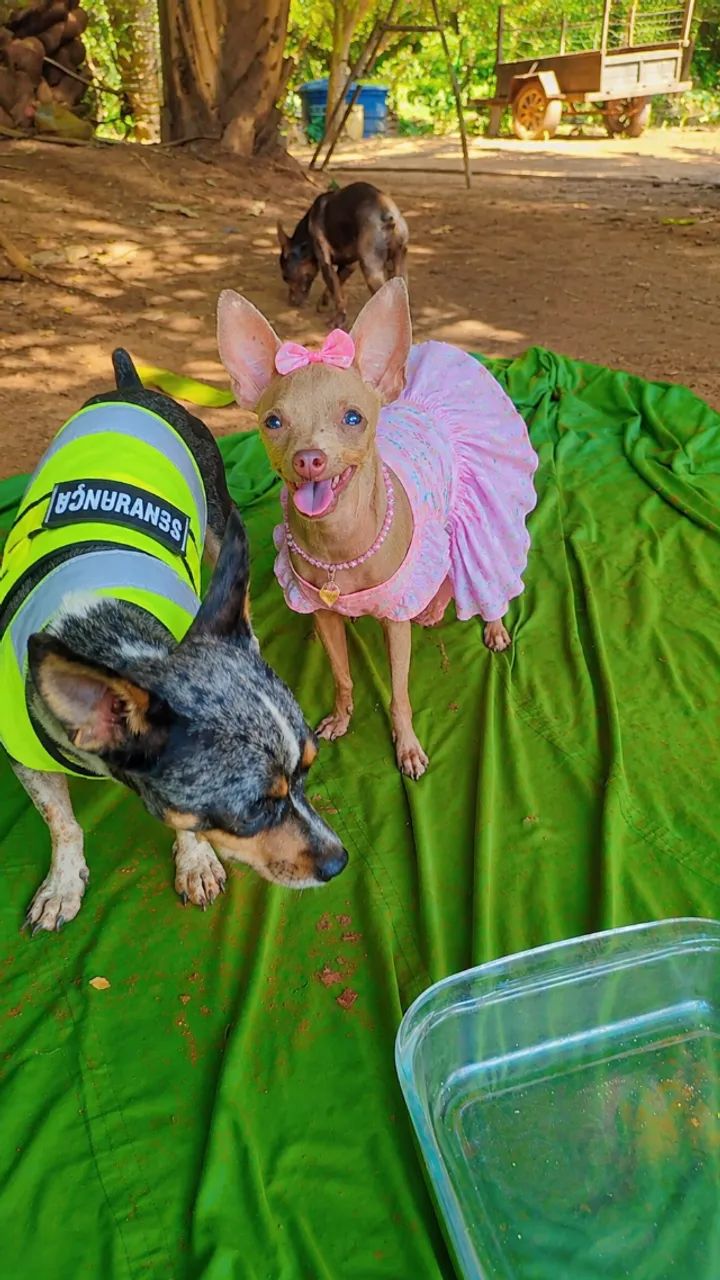 Animais pinscher zerinho - Foto 4