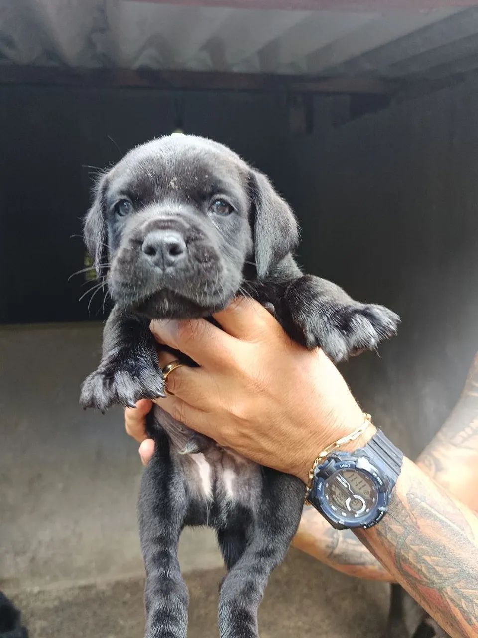 Filhotes de Cane Corso italiano machos - Foto 4