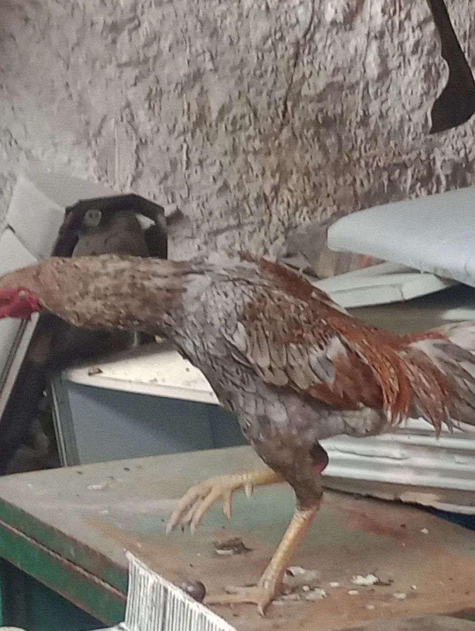 Galo