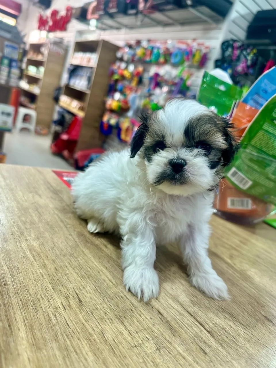 Filhotes de shitszu macho