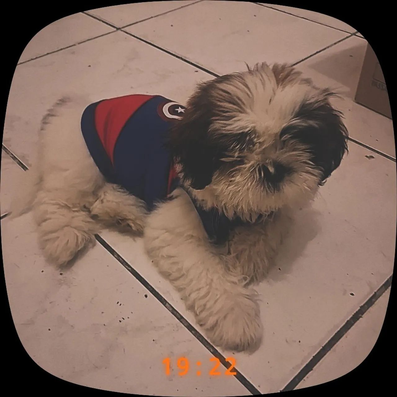 Vende-se cachorro  - Foto 5