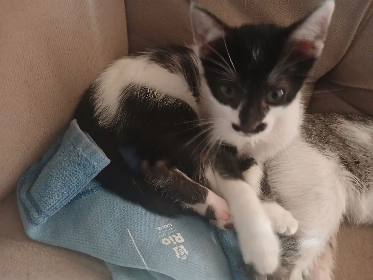 gatos para adoção  - Foto 2