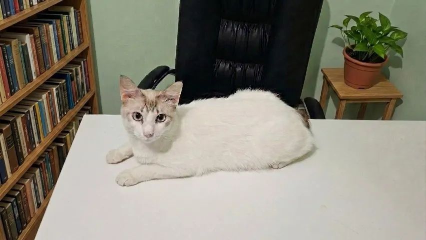 Gatos para adoção  - Foto 2
