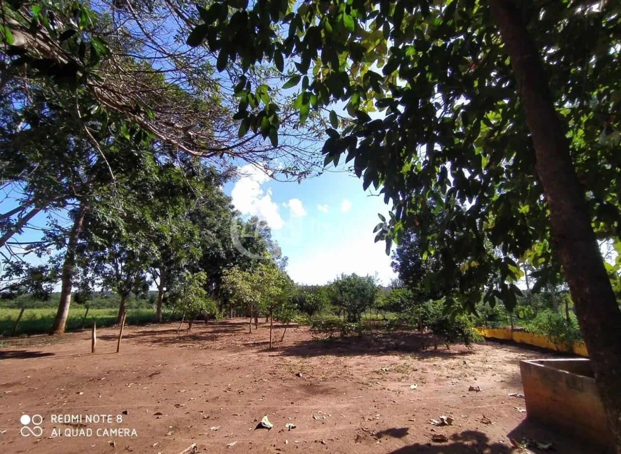 Excelente Chácara, 15.5 Ha, formada, - Foto 5