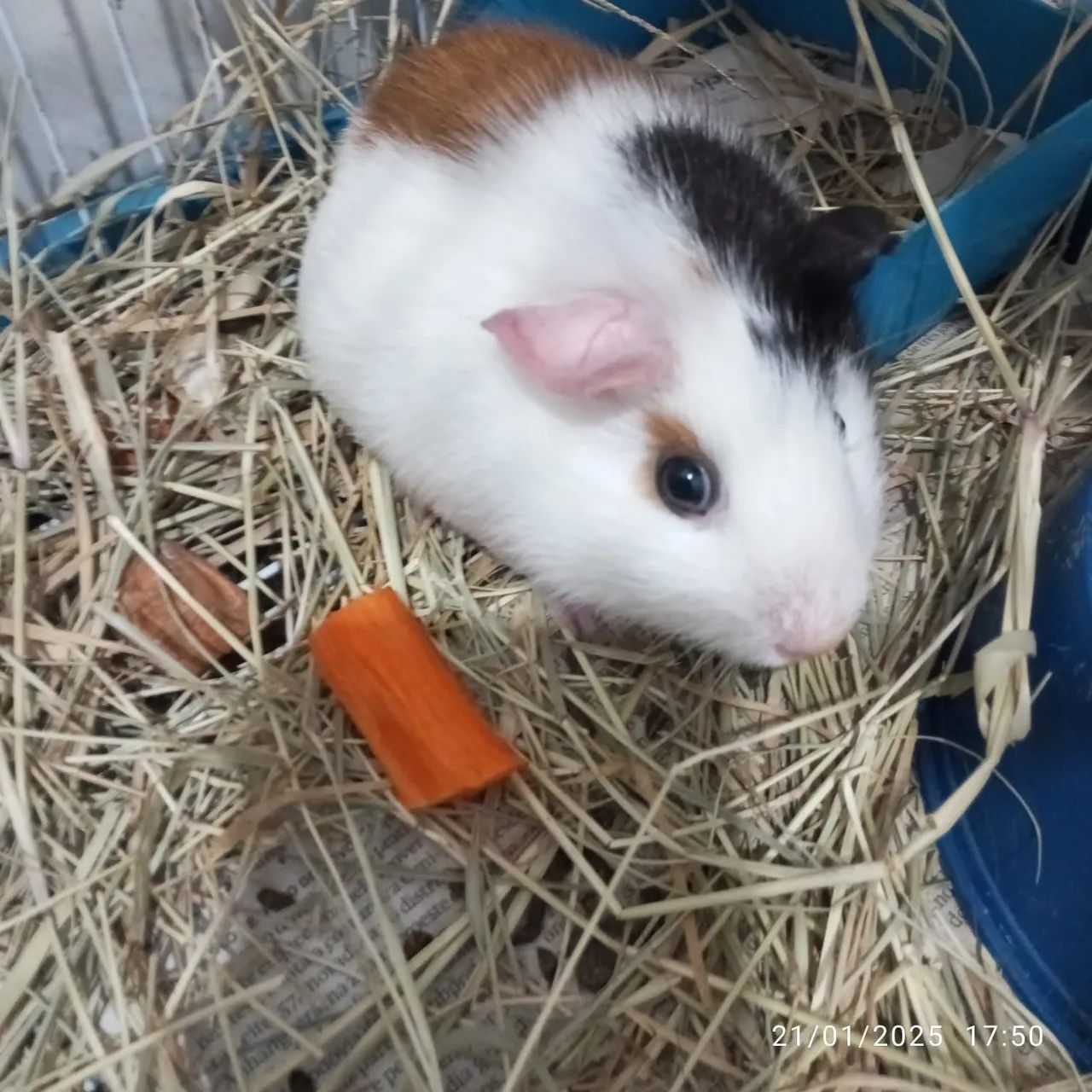 Porquinhos da índia 