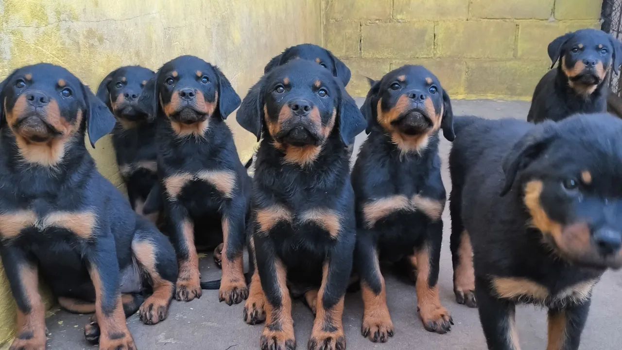 Rottweiler  - Foto 3