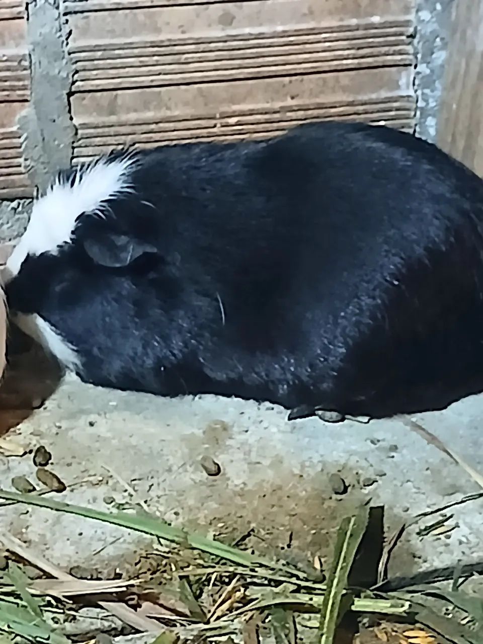 Cuy gigante peruano - Foto 2
