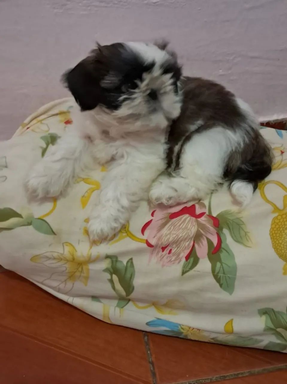 Shitzu