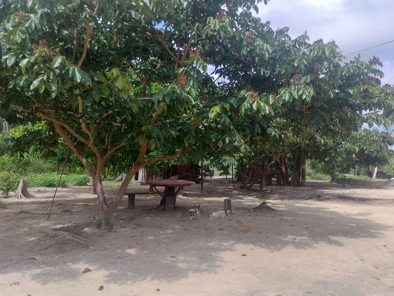 3 lotes de chácara ( vc. Arco iris ) - Foto 3