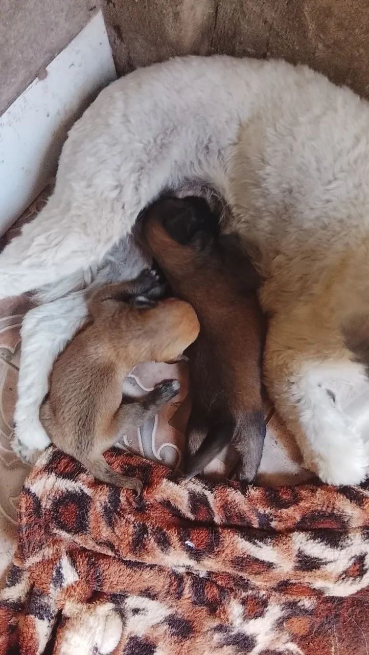 Cães pastor catalão filhote  - Foto 3
