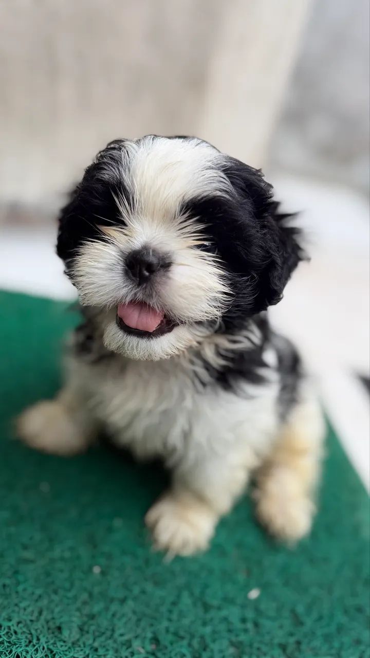 Cachorro - Foto 2