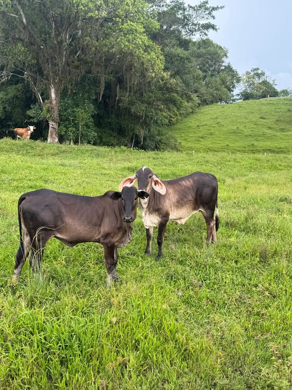 Vacas  - Foto 4