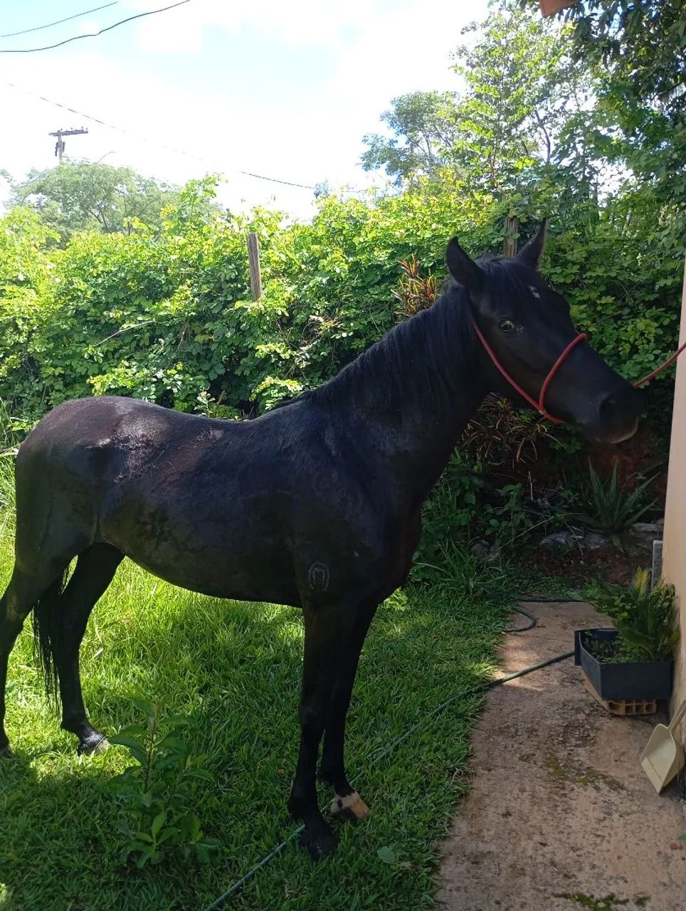 Cavalo Mangalarga  - Foto 4