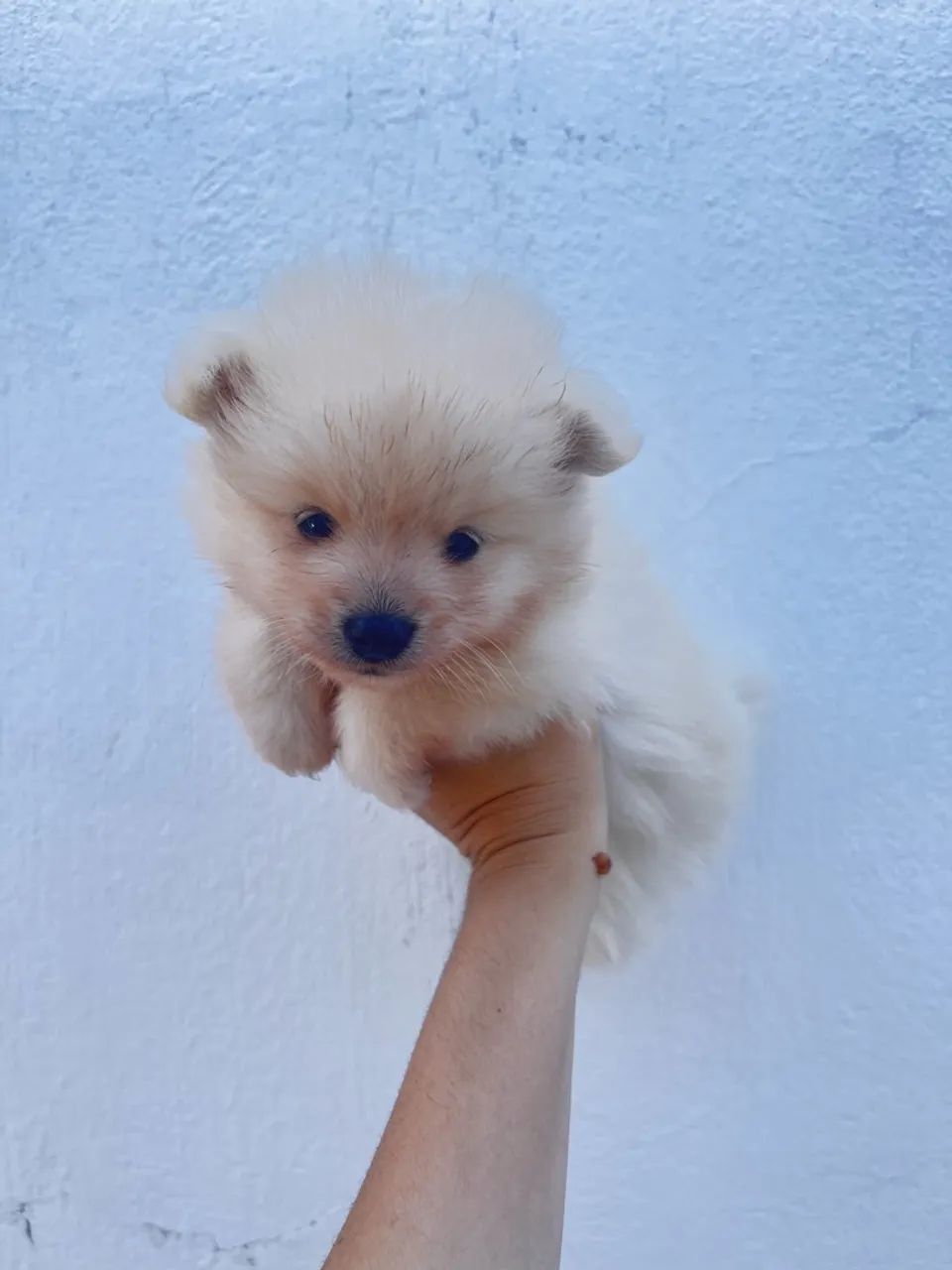 E spitz alemão  - Foto 3