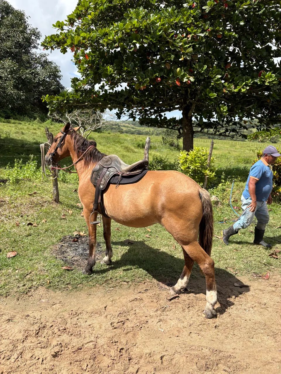 ÉGUA MANSA PRA MULHER E CRIANÇA  - Foto 4