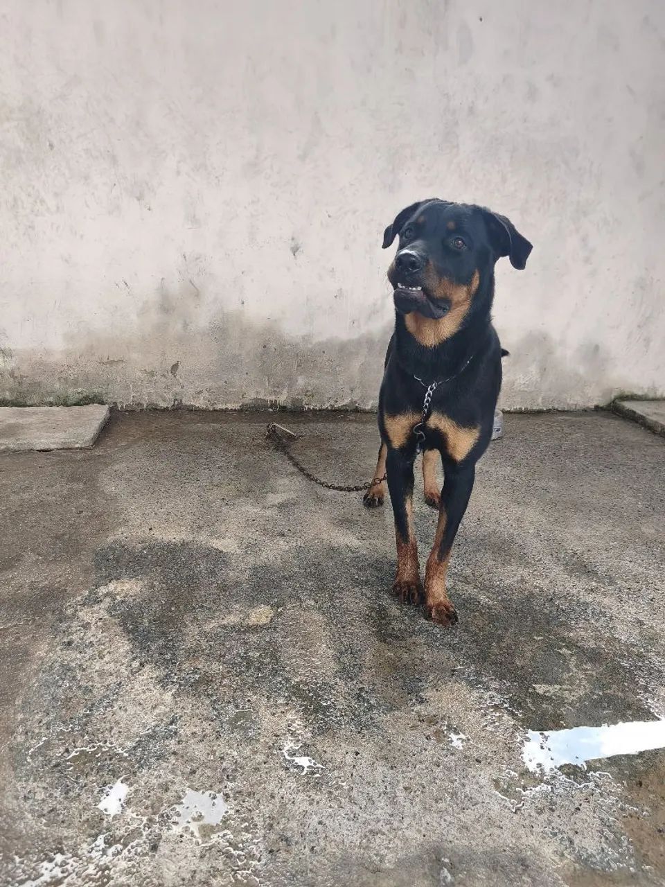 Doação de Rotweiller 