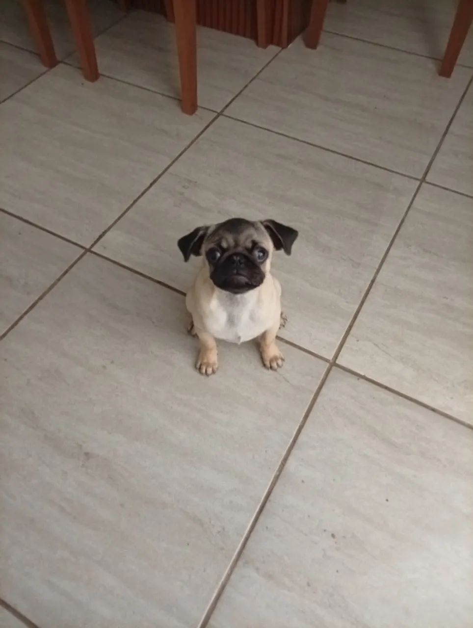 Filhote de Pug 