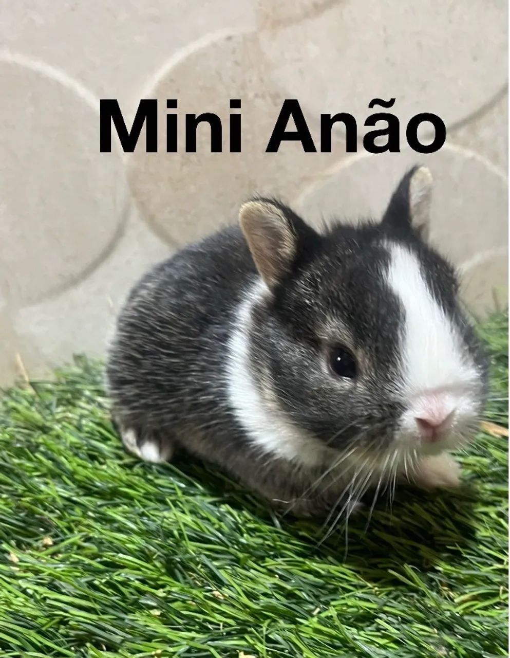 Coelhos Netherland  - Foto 2