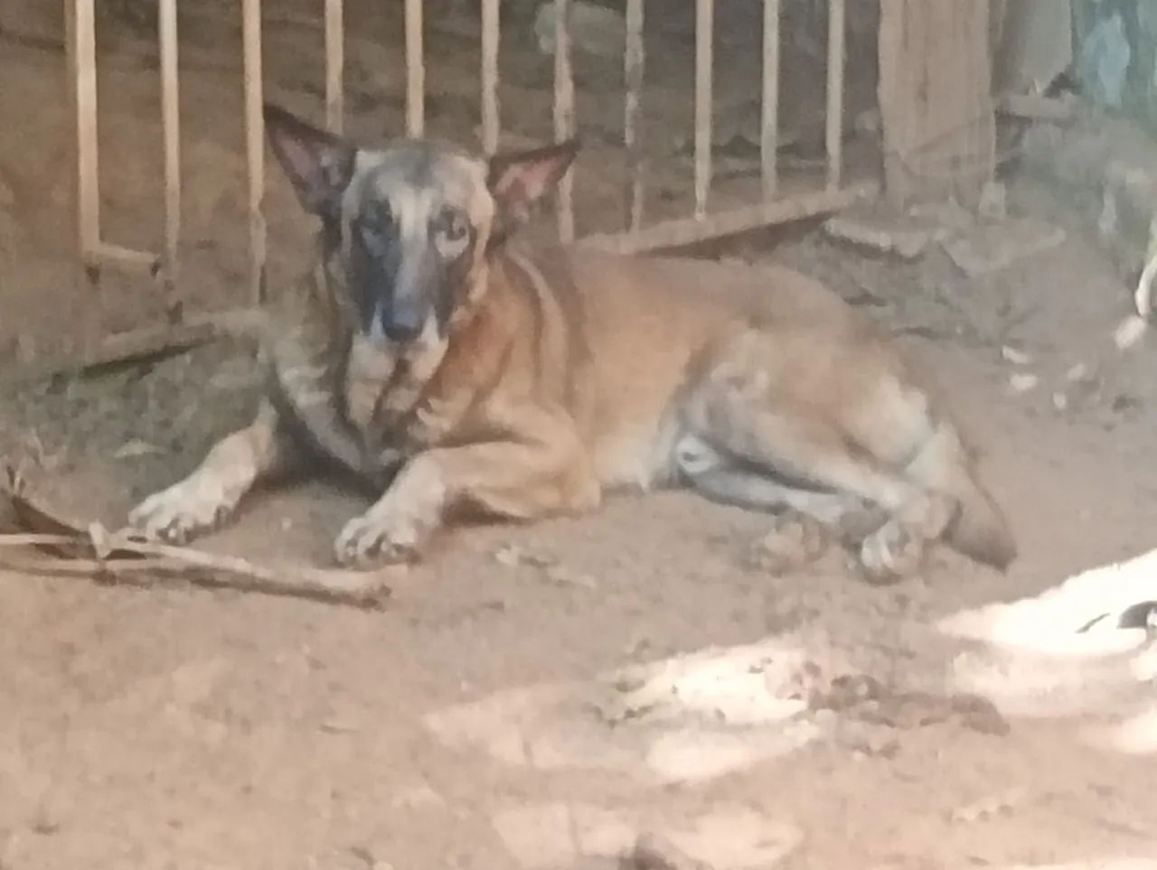 Macho - Porte M/G - 2,5 meses - Labrador + Fila - Foto 4