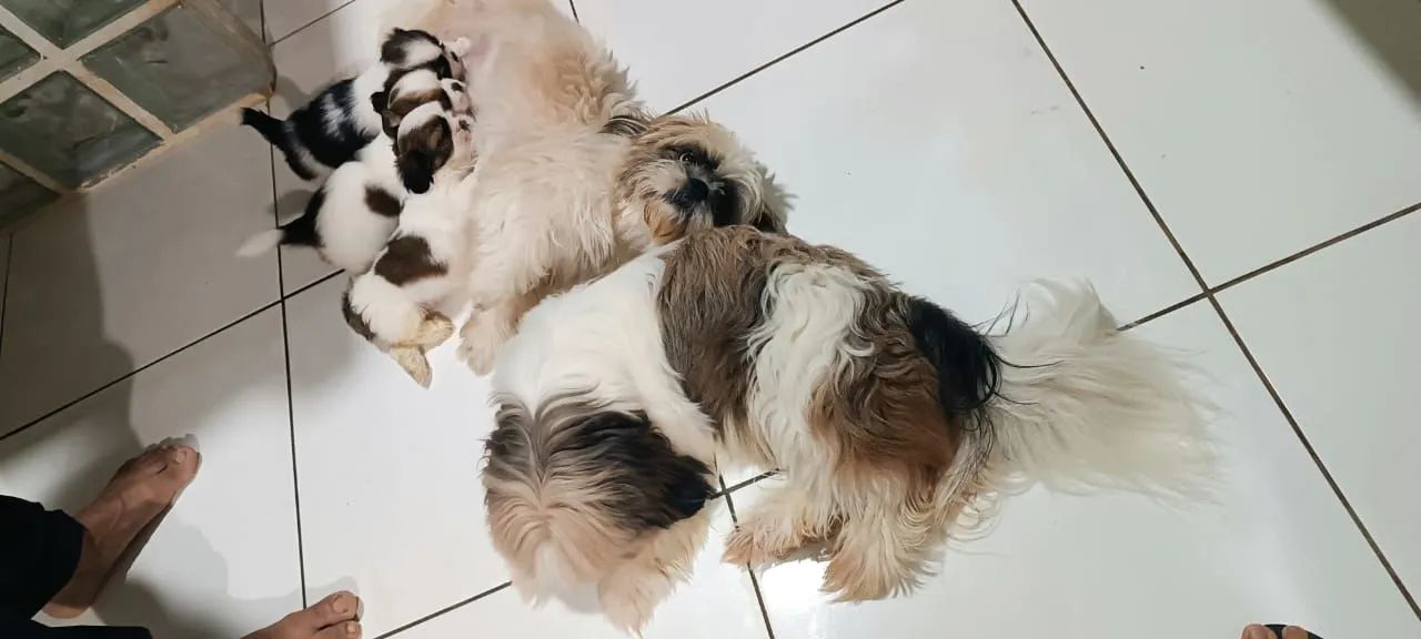 Vende esses cachorro. Shit_tzu - Foto 3