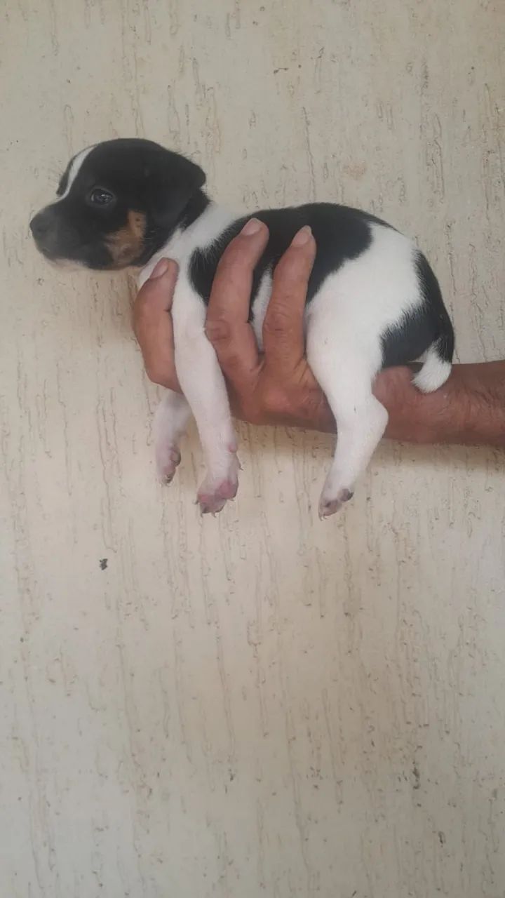 Animais de estimação