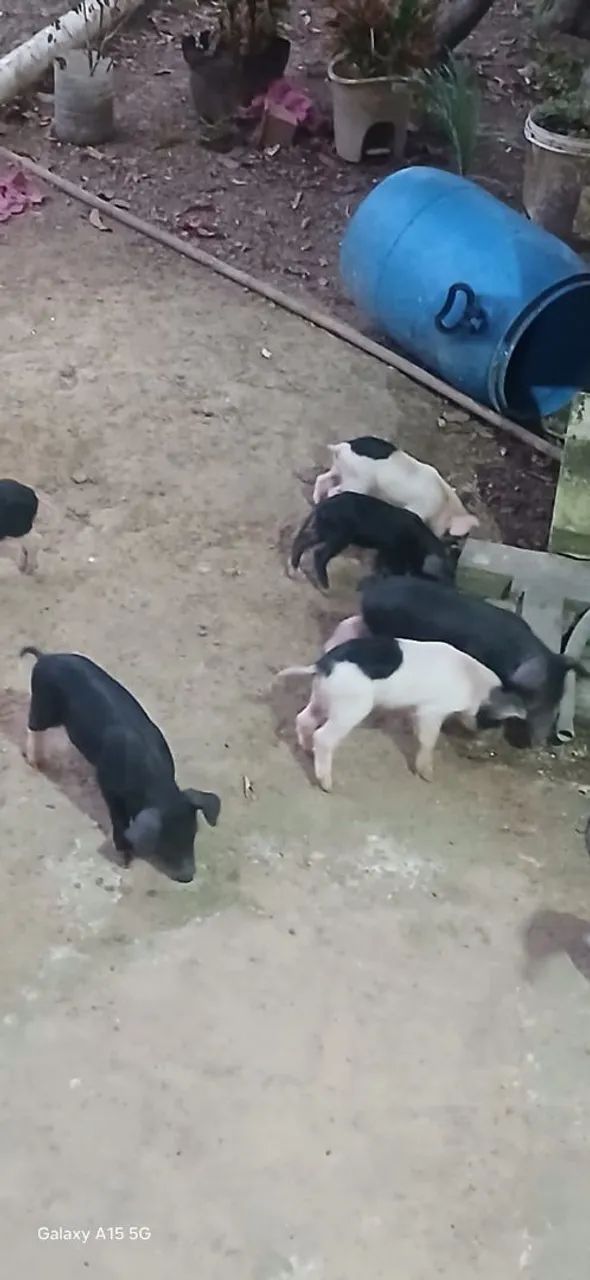 Porcos para vendas - Foto 2