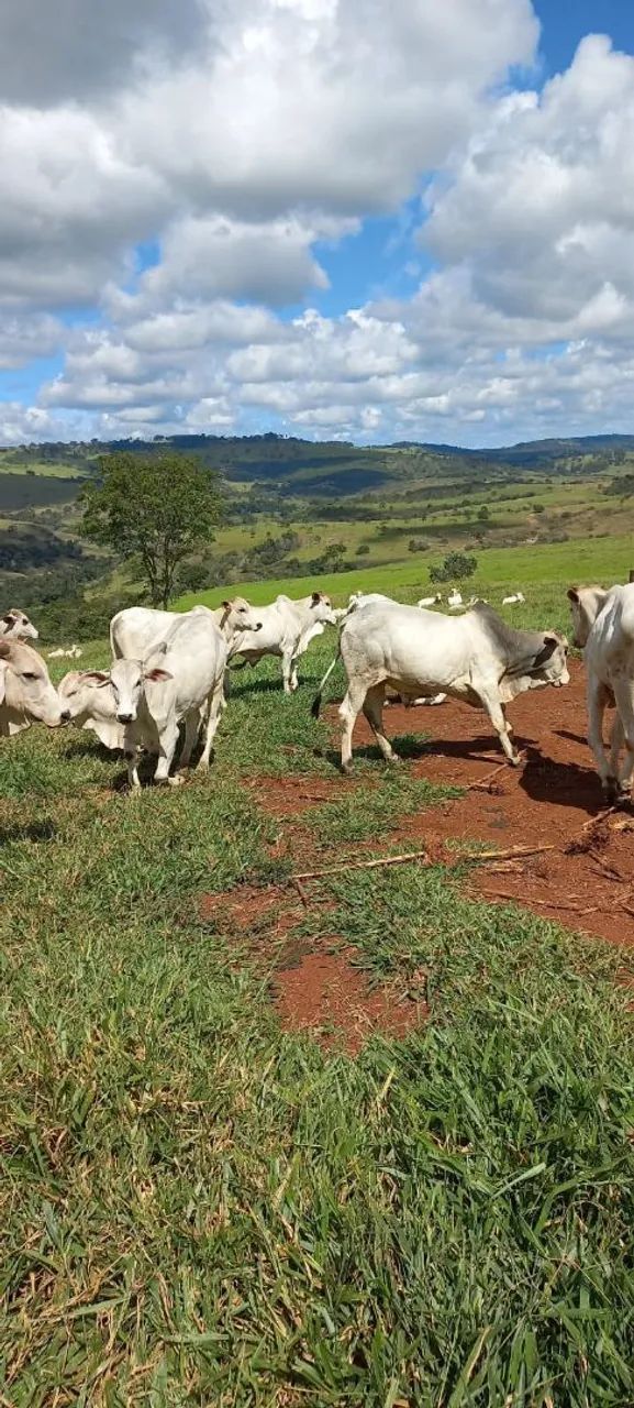 FAZENDA A VENDA 