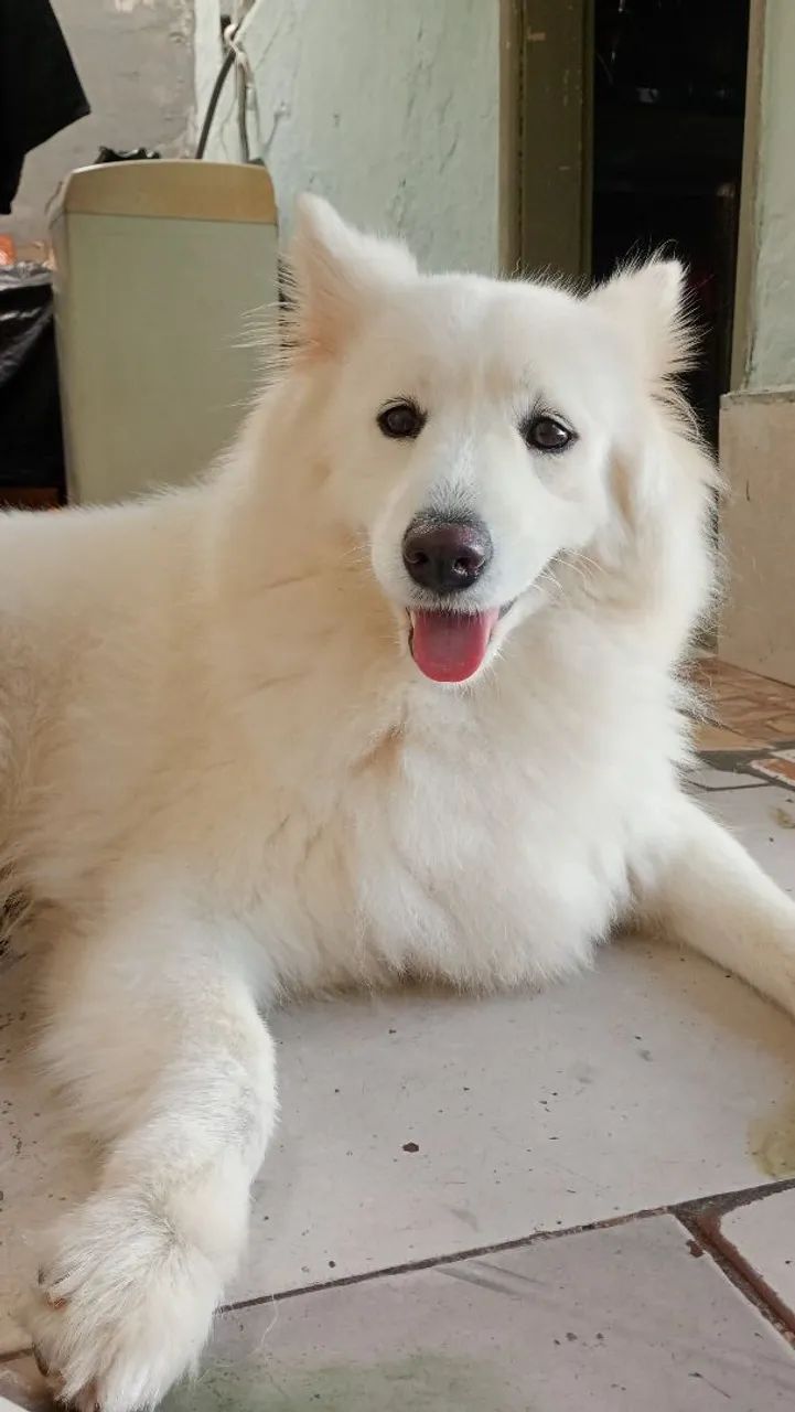 Procuro um cachorro macho da mesma raça pra minha cachorrinha 