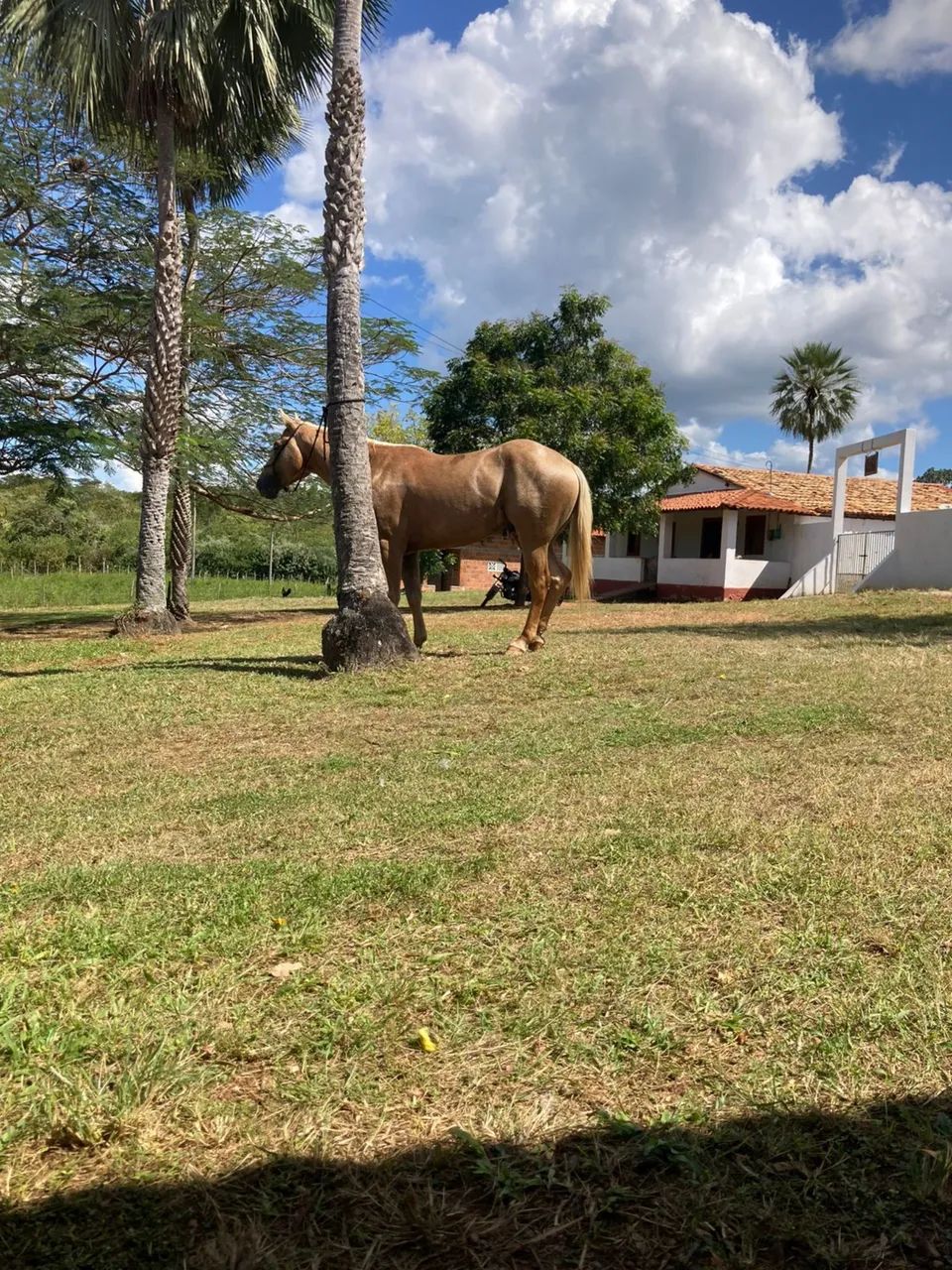 Cavalo QM 
