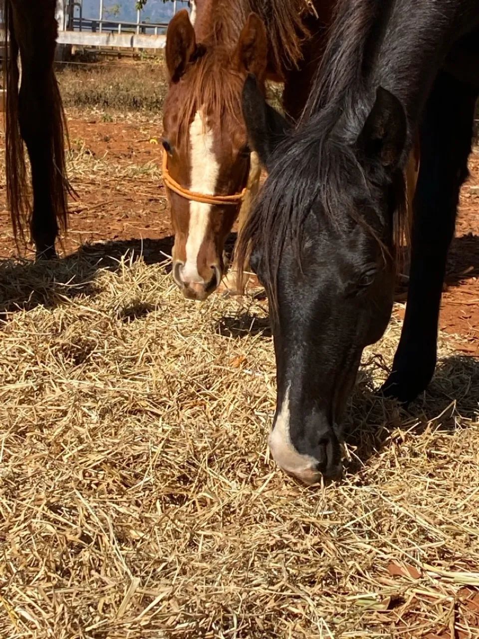 Potra Quarto de Milha - Foto 2