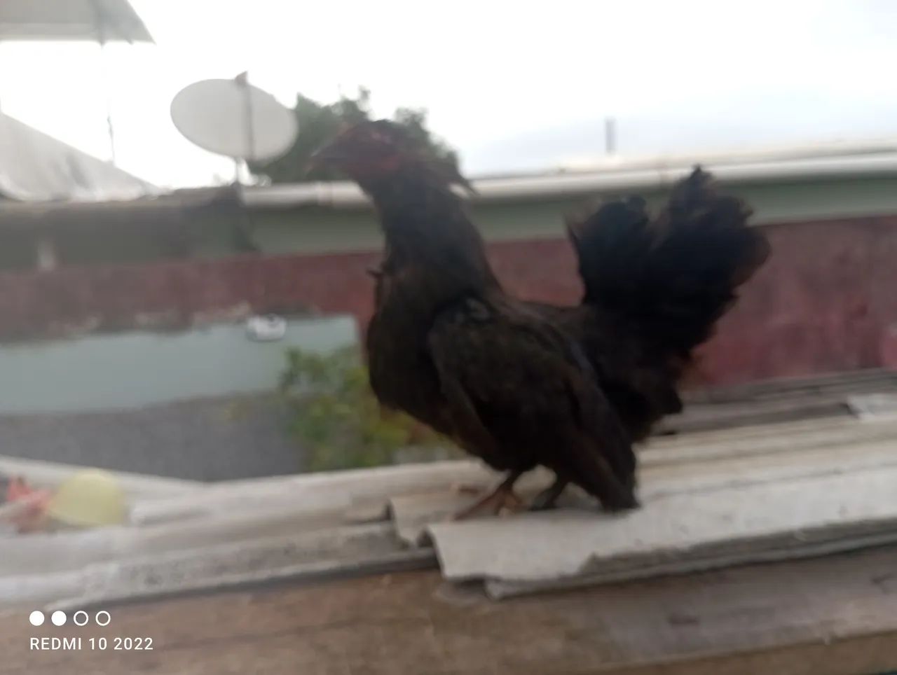 Galinha e galo - Foto 3