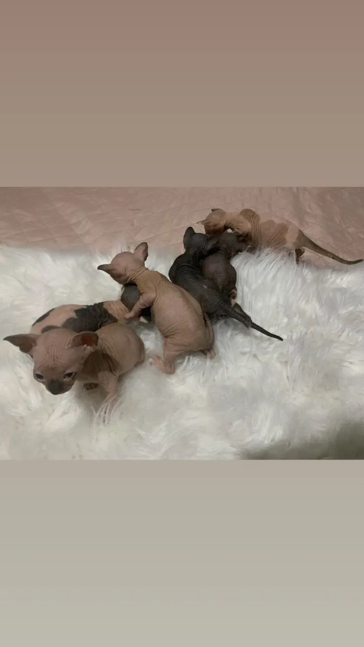 Sphynx  - Foto 6