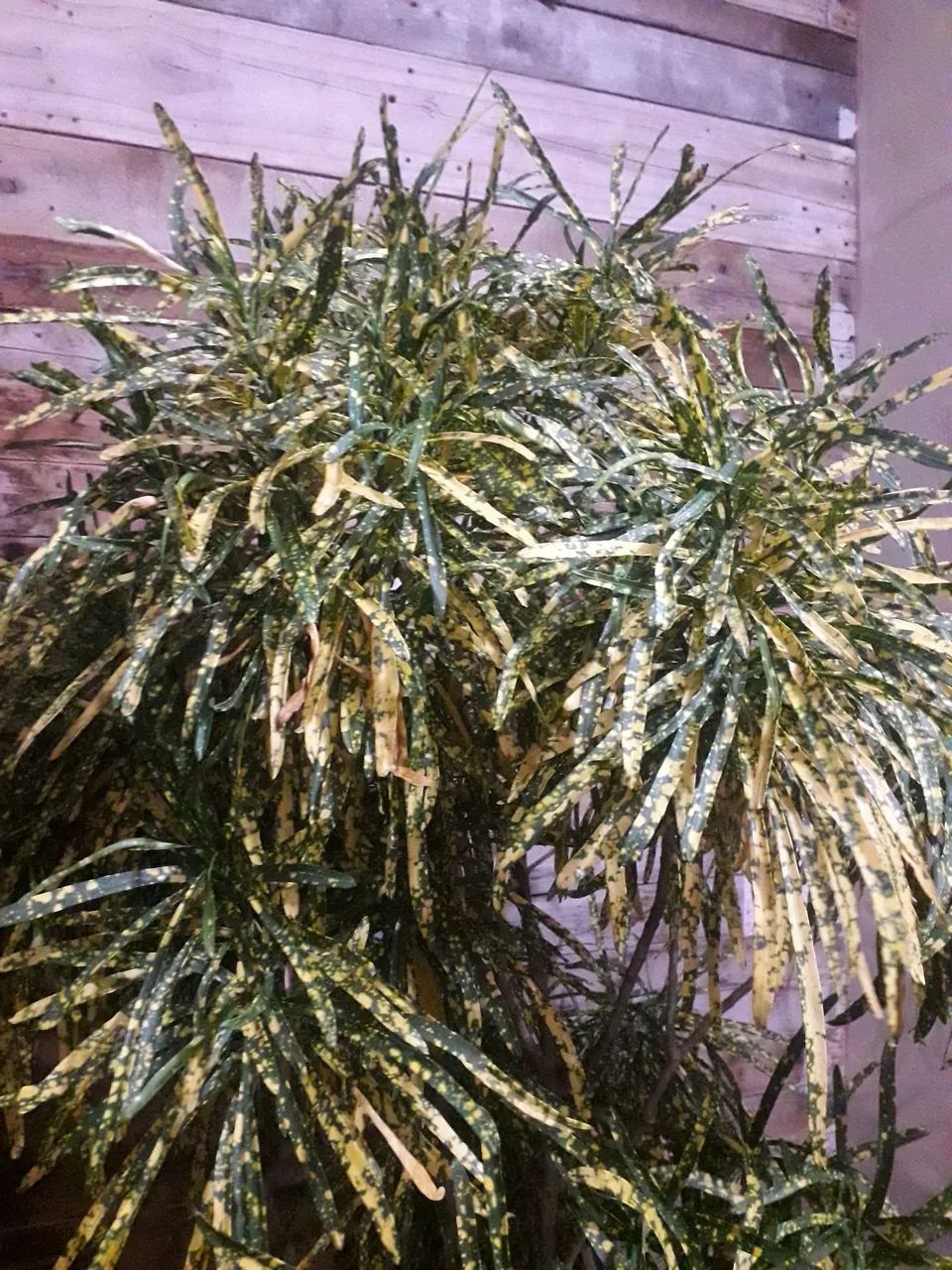 Croton - Foto 5