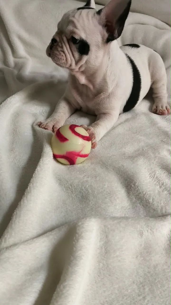 Bulldog francês macho  - Foto 4